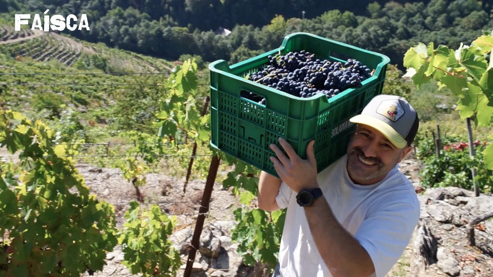 Participante de Faísca sosteniendo una caja de uvas durante la vendimia