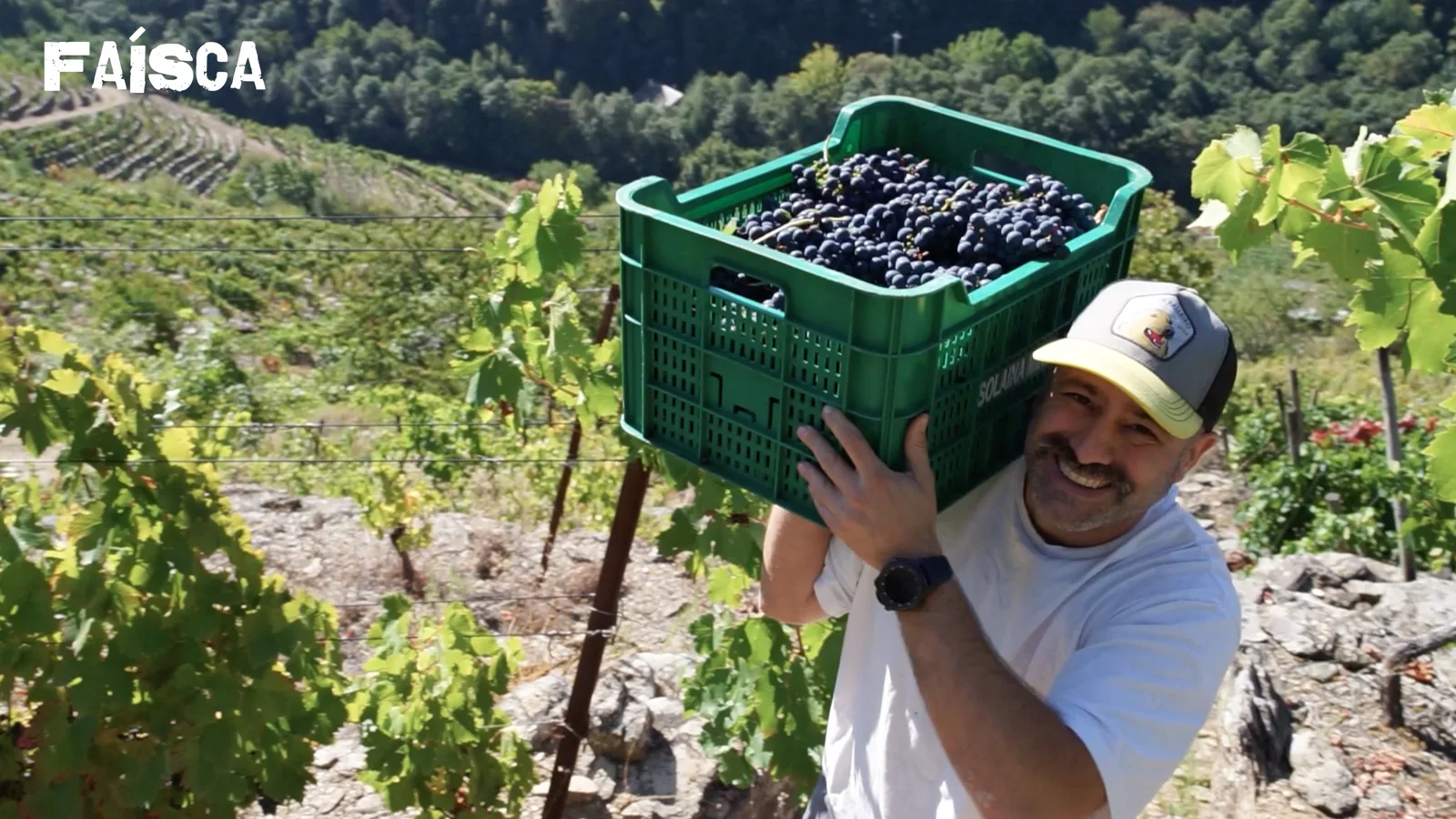 Un cocinero participa en la vendimia de los productores de Ourense en Faísca