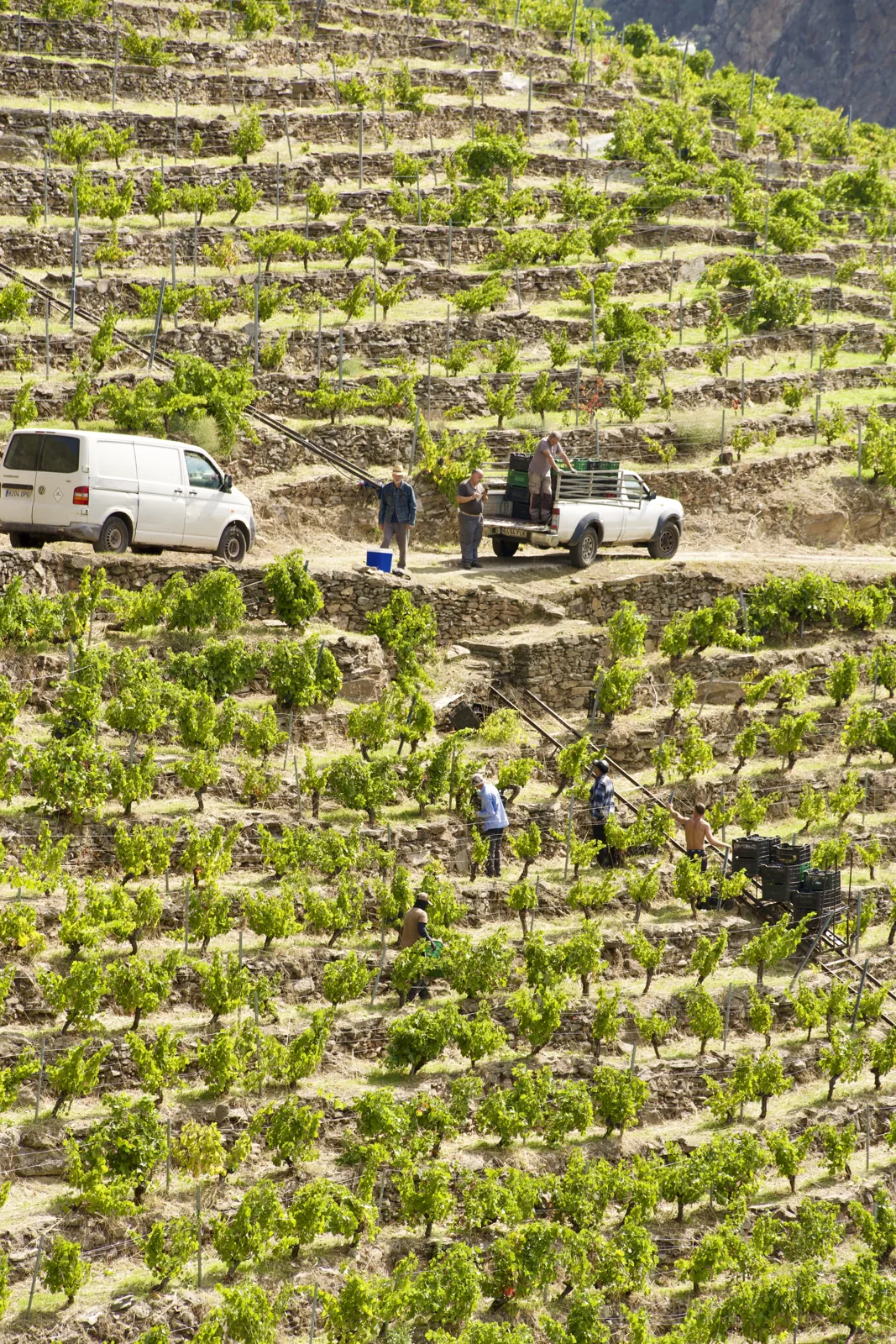 Bancales de viñedo en las laderas de Ribeira Sacra