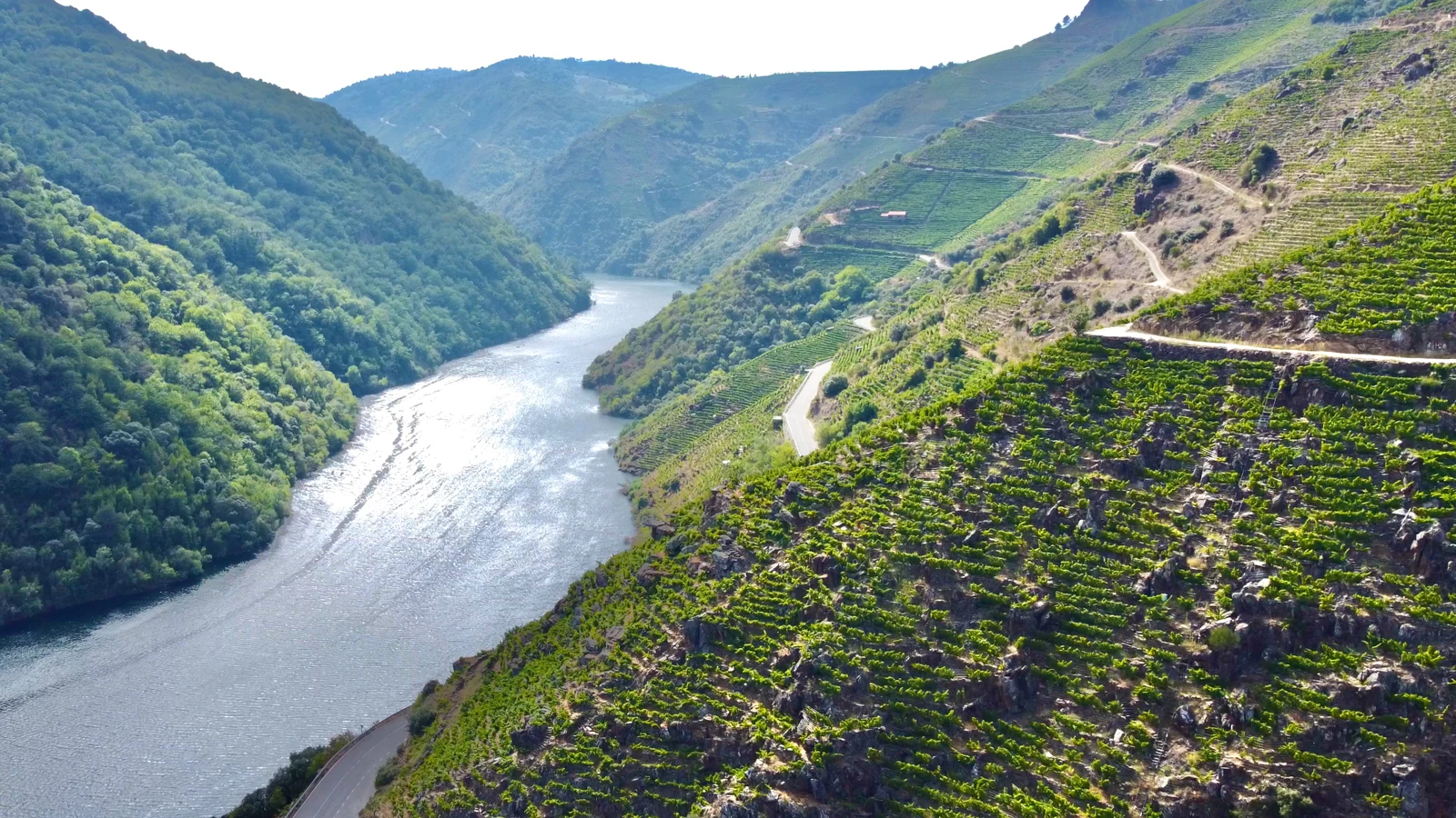 El río Sil y los viñedos verdes de la Ruta del Vino Ribeira Sacra
