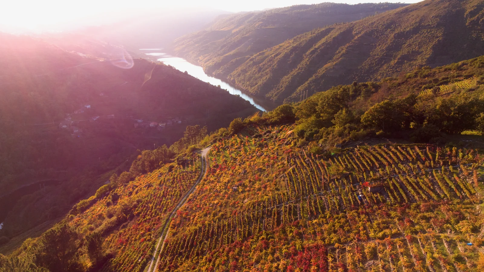 Viñedos en bancales y río en el paisaje de la Ribeira Sacra