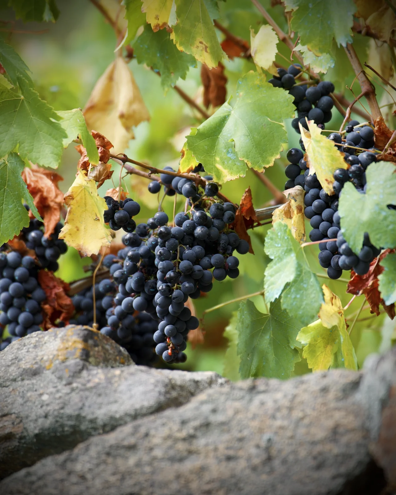 Racimo de uvas en un viñedo de la Ribeira Sacra